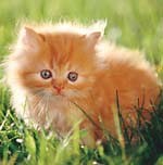 Marimo - Replacement for Jupyter Notebooks - Advanced interactive UI directly in python jupyter notebook as Full Stack