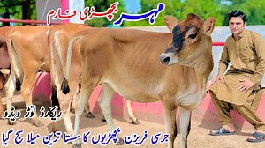 Maher Dairy Farm | Pure Jersey Heifers | Imported Bachrian For Sale In Pakistan | HF breed Heifers | New Heifer video 2025 #heifersforsale #heifer #heifercalf #heiferinternational #Bachrian #DairyFarming | Jhang Janwar Mandi