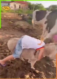 - Amazingly Beautiful | Myanmar Sexy Model