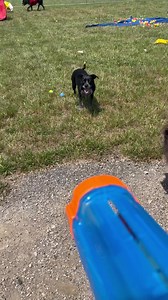 18 reactions | POV: you got the tennis ball | Wags n Wiggles | Facebook