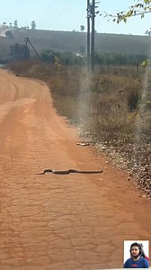 Mole Snake #snake | Coffin Gaming