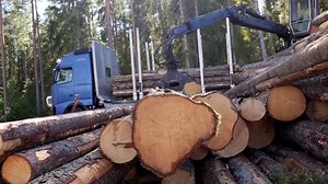 12K views · 1.4K reactions | En riktig långmilare! Nilzéns timmerbil har rullat över 200 000 mil – det motsvarar 50 varv runt jorden. Tack vare en rutinerad förare, skickliga mekaniker och regelbundna serviceintervaller fortsätter deras pålitliga Volvo FH att leverera från skogen. volvotrucks.se/originalservice | Volvo Trucks Sverige | Facebook