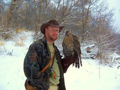 Falconry: a different approach to imprint goshawks