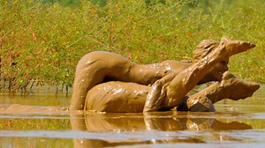 Clay Pit Fun--Ultimate Edit: These gals go great, in mud, together! - UMD