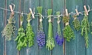 Enzyme Therapy (Systemic) - Cancer Compass An Alternate Route