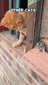 Funny video cat 407 #trending #humor #funny #funnyvideo #reel #lucu #kocak #viral #kucing #cat | Mukhammad Hadie