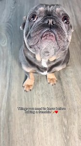 Frenchie 101 #reels #reelsinfacebook #Fyp #explore #explorepage #frenchie #frenchiesoffacebook #pnw #puppylove #puppy #dog #dogsoffacebook #doglife #viral #foryoupage #frenchie #frenchielove #frenchbulldog #frenchbulldogpuppy #facebookreels #frenchies #frenchiesbook #dogslife #frenchieoftheday #funnydogs #facebookdog #facebookreels #pupsoffacebook #pup #doglovers | Kash.d.frenchie