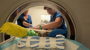 2K views · 87 reactions | On Friday, May 12th, a loggerhead sea...