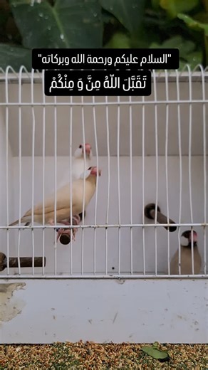 80 reactions · 46 shares | "السلام علیکم ورحمة الله وبركاته تَقَبَّلَ اللهُ مِنَّا وَمِنكُم. Enjoy three different combinations of fawn java Pastel fawn Eumo fawn Eumo pastel fawn #birdslover #birdsaviary #viralvideo #eumojava #pastelfawnjava | Ahsaan Elahi | Facebook