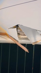 Reticulated Python rescue 🐍 Nobyembre 13, 2025 Agad na rumesponde ang ating butihing Kapitan Nelson Cablaida matapos makatanggap ng tawag mula sa mga residente ng Mariposa Subd., Brgy. Mateuna tungkol sa isang malaking sawa o Reticulated Python na namataan sa kisame ng bahay. Dahil sa panganib na maaaring idulot nito, agad na nakipag-ugnayan si Kapitan sa Bfp TayabasCity FS Quezon. Sa kanilang maagap at maayos na operasyon, matagumpay na narescue ang sawa at na-turnover sa mga awtoridad para sa