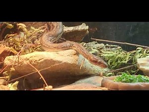 Cincinnati Zoo: Angolan Python 🐍