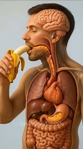 457K views · 5.5K reactions | Eating Banana Benefits #banana #asmr #viral #trending #healthy #science #fblifestyle | Everyday FoodLife | Facebook