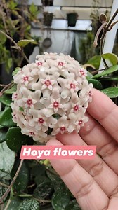 Hoya Mathilde splash and Hoya Pubicalyx flowers. #bikolanahardinera | Bikolanahardinera