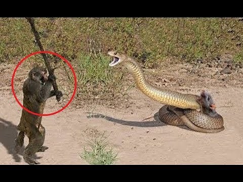 17 Strange Animal Behaviors Explained