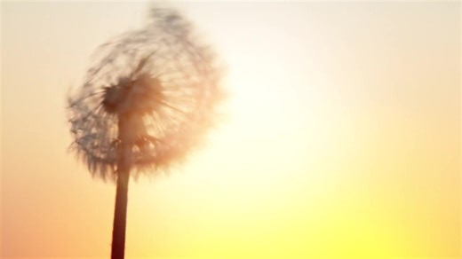 Videoanzeige von Gerda Gutsche | trauer.kreiszeitung.de