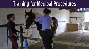 Hey, it’s Hannah here. It’s every horse owners nightmare when their horse gets ill or injured. It’s bad enough seeing your wonderful horse in pain, but it’s even worse when you have to fight to treat him for it. It’s common to need several people to manage or use a twitch or always need sedation for medical procedures, which isn’t fun for anyone. Luckily, there is training you can do which helps significantly. By using rewards, you can train your horse to be calm and co-operative for medical pro
