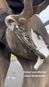 Amazing Meme on Reels