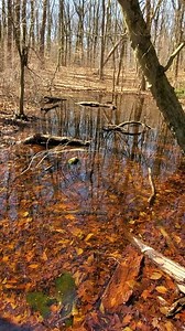 Spring peepers are taking up their annual residency in ponds across NYC! Every mating season, females listen for a chorus of males in the pond and pick out their favorite singer from the bunch. Catch this concert while you can at ponds in parks across the city! #signsofspringnyc #frogstagram #frogs | New York City Department of Parks & Recreation
