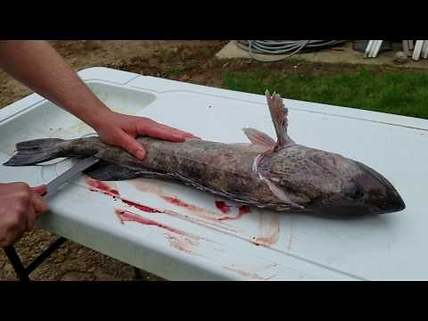 How to fillet or clean a lingcod