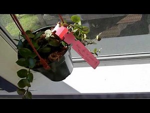 Growing Hoyas In Sphagnum Moss