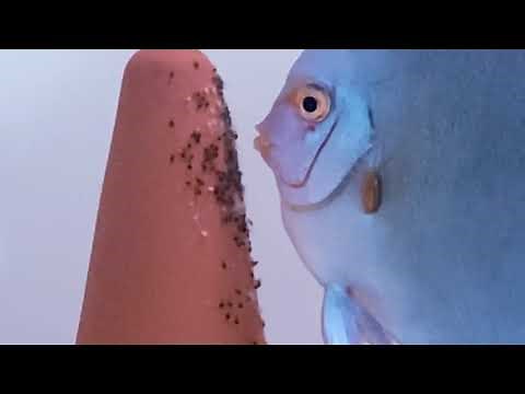 Discus pair breeding. First 30 days