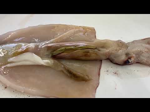 Virtual Squid Dissection- External & Internal Structure & Function