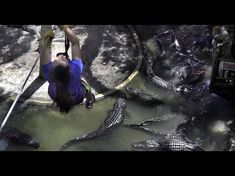 The Terrifying Zipline at St Augustine Alligator Farm Zoological Park in Florida