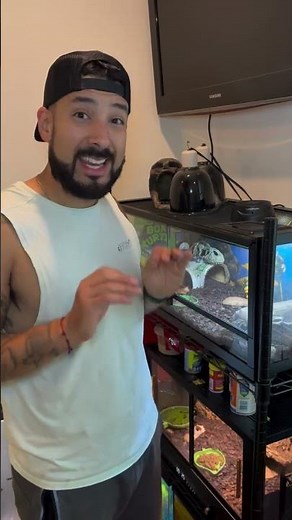 UVB Reptile Light 🐢 Unboxing → setup → happy herps. ‪@eastern_box_turtle‬ #reptilelamp