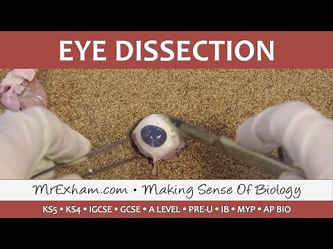 Eye Dissection - GCSE/A Level/IB Biology