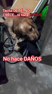 Rocky #animo | Reina Alegria