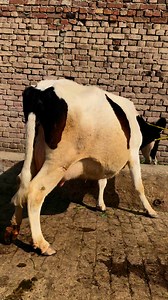 #cow #dairyfarm #dairy_farming #modern_dairy_farming #modern_agriculture #agricultural_machines #amazing_technology #advance_technology #modern_technolog | Dairy Cow TV