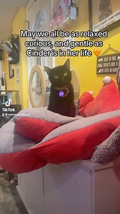 Cinder is an adorable, curious cat who has had a hard life. But she approaches life with such timid nature and curiosity while getting used to a life that is indoors and free of threats of abuse. We hope you are having a relaxing Sunday ☀️ and can take time to yourself to reset before the week is through. | MeowSquad NYC | Facebook