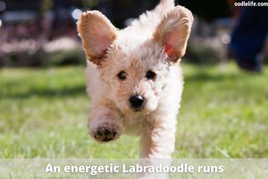 How To Tell What Coat A Labradoodle Will Have - OodleLife®