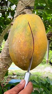 Papaya tree cutting skills #fruitlover #peeling #papaya #fruits #cutting #reels | Rayhan Hassan