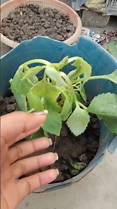 নার্সারি থেকে আবার কী গাছ আনলাম 💁🏻‍♀️🌱#flowers #plants #flowers