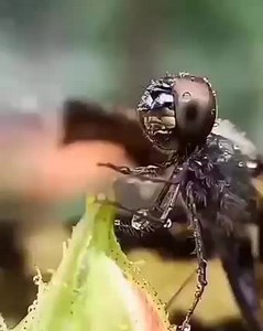 7.2K views · 288 reactions | A. Dragon fly wiping rain from its face | Interesting facts | Facebook