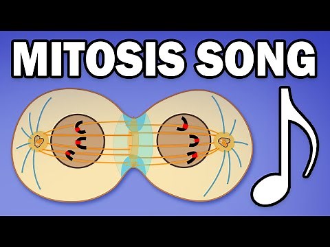 MITOSIS SONG (Learn in 3 Minutes!)