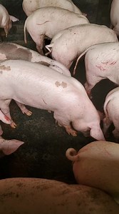 2.7K views · 52 reactions | Boostez la santé de vos porcs  et vos...