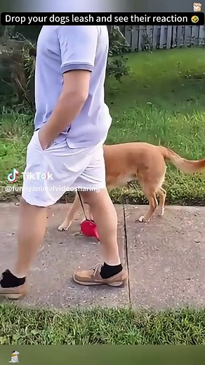 funnyanimalvideosharing on TikTok