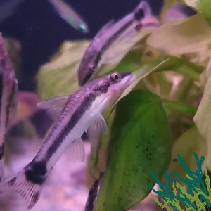 The Dwarf Algae Eater (Ottocinclus Catfish) is one of the most...