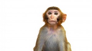 Java Macaque Monkey Isolated On White Stock Footage Video (100% Royalty-free) 4541357 | Shutterstock