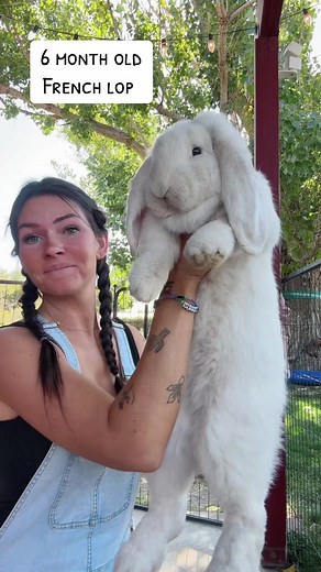 Bunny vs Rabbit: Spotting the Key Differences Explained