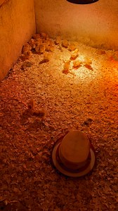 2.1K views · 37 reactions | Make sure your chicks have a spot to get warm under the heat lamp and a spot to get out from under the heat lamp if they need a cooler spot. This way they can adjust to keep their body temp right where it needs to be. Follow along for homestead help and to see our farm life! #homestead #chicks #chicken #farmlife #chickenmom #farmlife #chickens #redstar | The Little Red Farm | Facebook