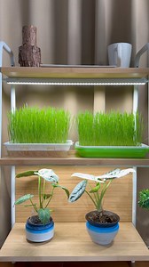 🌟 Connect & Light Up Your Indoor Garden! 🌿 With Barrina T5 Grow Light, you can easily connect multiple lights together, lighting up your entire plant rack with just one switch! 🌱💡 No more tangled wires—just simple, seamless connection for a thriving indoor garden. 🌞🌻 Perfect for herbs, flowers, veggies, and any indoor plant lover! 🥬🌸 #barrina #t5 #barrinagrowlight #barrinagrowlights #plantcare #growyourown #houseplants #botany #livingwithplants #indoorjungle #housegarden #indoorplants #i