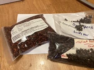 3 Types of PEAR TREE SEEDS (pyrus Genus) (per Order Randomly Chosen) - Etsy