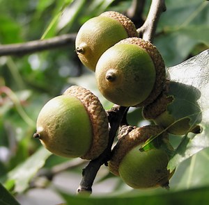 What Are Oak Trees Used For? - Sciencing