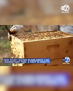 Scientists are buzzing about new research that shows bumblebees can understand time. In a study, researchers found that bees can determine the duration of a light flash. They used a brief flash of light to lure the bees to fly toward something sweet. Researchers say the bees were able to repeat this even when no food was available. They say this proves they can remember timing and are capable of learning. This is the first time researchers have demonstrated that insects perceive time like humans