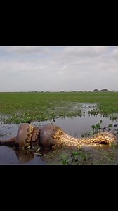 143K views · 325 reactions | Daily African Animals on Reels | Facebook