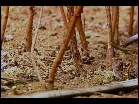 Raspberry Trims - Three Minute Gardener