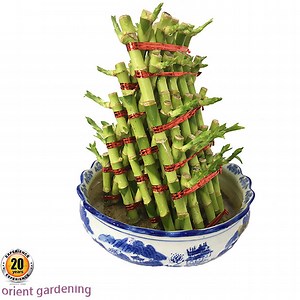 [Hot Item] 3 5 Layer Pyramid Lucky Bamboo Plants Arrangement Pineapple Lucky Bamboo Tower
